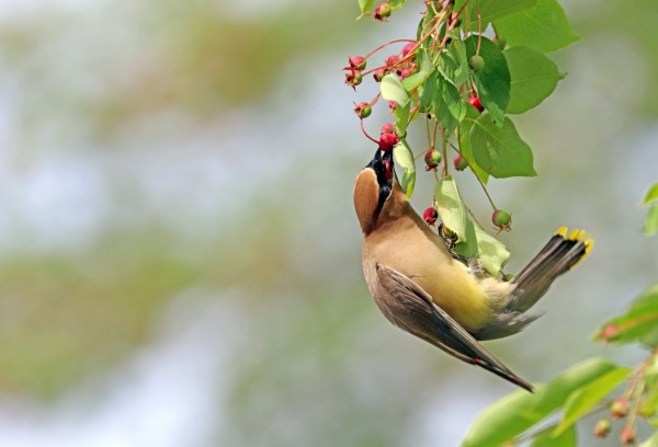 I Choose This Berry by Deb Oppermann